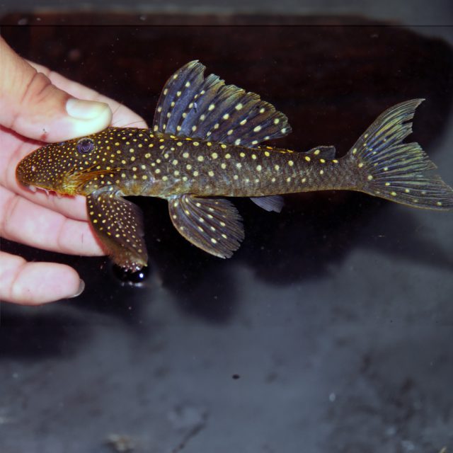 Pseudancistrus sidereus: Este pez de agua dulce, conocido como el pleco estrella, se caracteriza por su cuerpo alargado y robusto, cubierto de pequeñas manchas blancas que contrastan con su coloración oscura