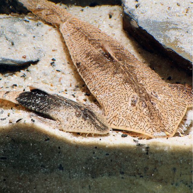 Claro, aquí tienes una descripción corta del Pseudohemiodon aff. apithanos y las etiquetas solicitadas: Pseudohemiodon aff. apithanos: Este pez de agua dulce, conocido por su forma aplanada y cuerpo alargado, se caracteriza por su coloración marrón con patrones moteados que le permiten camuflarse en el lecho del río. Es una especie pacífica, ideal para acuarios con sustratos arenosos y aguas tranquilas. Originario de las cuencas de Colombia en el Caqueta