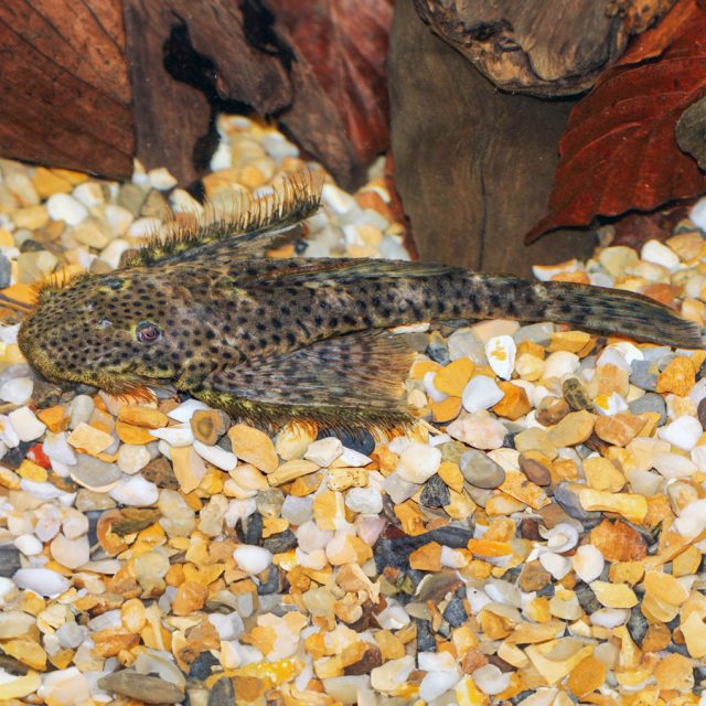 Pseudolithoxus dumus: Este pez de agua dulce, conocido como el bagre dumus, se caracteriza por su cuerpo compacto y robusto, con patrones distintivos de manchas oscuras sobre un fondo claro. Es una especie pacífica y adecuada para acuarios comunitarios con sustratos rocosos y abundantes escondites.