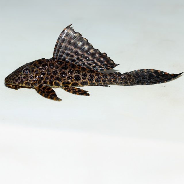 Pterygoplichthys gibbiceps: Conocido como el pez gato de aletas de vela o pleco de aleta de vela, este pez de agua dulce se distingue por su cuerpo robusto y su gran aleta dorsal en forma de vela. Su coloración es marrón con manchas oscuras que le dan un aspecto moteado. Es una especie pacífica y resistente, ideal para acuarios grandes con abundantes escondites