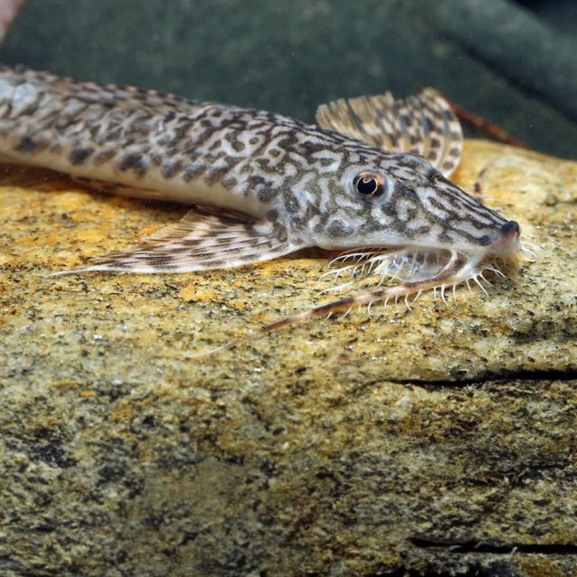 Rhadinoloricaria sp Caqueta es un pez relativamente nuevo y poco conocido en el mundo de la acuariofilia, por lo que la información sobre su cuidado es limitada. No obstante, como muchos otros miembros de los Loricariinae, tienen ciertas preferencias: un entorno con agua limpia y bien oxigenada, un sustrato de arena fina en el que puedan enterrarse, compañeros de tanque pacíficos y no competitivos, y una dieta variada.