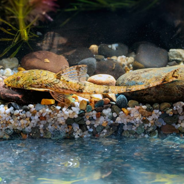 Rineloricaria eigenmanni: Conocido como el bagre látigo de Eigenmann, este pez de agua dulce se caracteriza por su cuerpo alargado y delgado, con una coloración marrón clara y patrones moteados. Es una especie pacífica y activa, ideal para acuarios comunitarios con sustratos arenosos y rocosos.