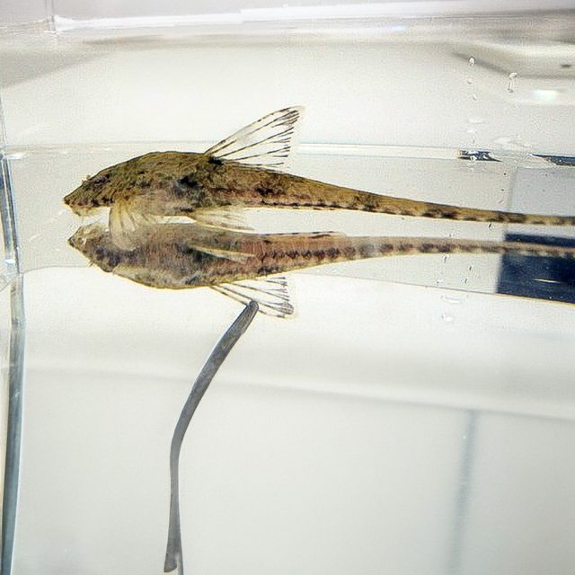 Rineloricaria hasemani: Conocido como el bagre látigo de Haseman, este pez de agua dulce se caracteriza por su cuerpo alargado y delgado, con una coloración marrón clara y patrones moteados. Es una especie pacífica y activa, ideal para acuarios comunitarios con sustratos arenosos y rocosos.