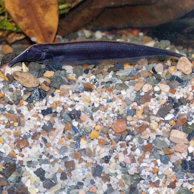 Sternarchorhynchus Oxyrhynchus un pez cuchillo de gran tamaño y único, el pez cuchillo de nariz de elefante se distingue, como su nombre lo indica, por su trompa alargada que utiliza para buscar alimento en el sustrato.