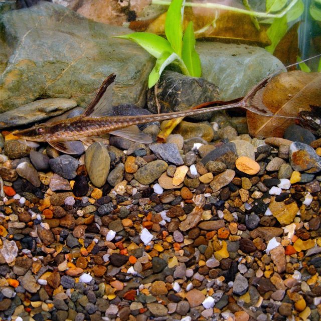 Sturisoma Panamense Este pez exhibe tonos oscuros, que van desde marrones hasta casi negros, con franjas negras transversales que recorren su cuerpo desde la cabeza hasta la aleta caudal en ambos lados.