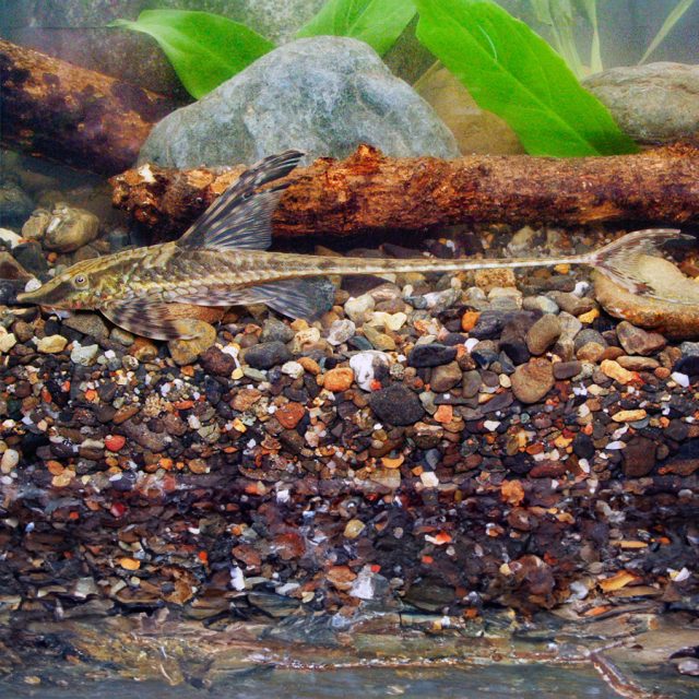 Sturisomatichthys Aureum tiene una forma aplastada típica de todos los lorícáridos, que se va estrechando de forma pronunciada hacia la cola. De la cola, caracterizada por su largura y estrechez, surgen dos filamentos de más o menos 7,5cm.