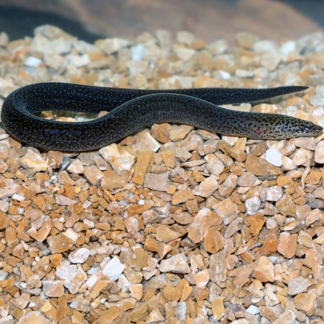 Synbranchus Marmoratus tiene una serie de puntos pequeños y manchas marmoleadas distribuidas de manera más homogénea.