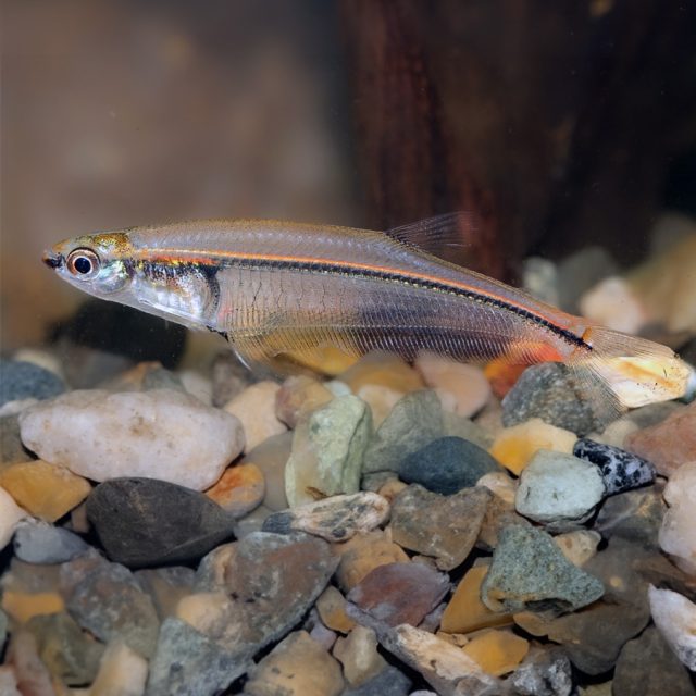 El pez Bondi Xenagonis es pacífico y fácil de mantener en acuarios. Es tolerante con otras especies de peces, pero puede volverse agresivo hacia aquellos más pequeños o de menor dominancia. Para su hábitat en cautiverio, requiere un acuario de tamaño mediano con sustrato de arena o grava, así como plantas y raíces para proporcionar lugares de escondite.