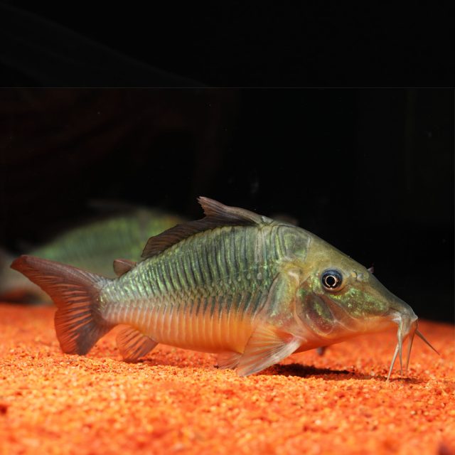 Corydora multiradiatus es omnívora y aceptará una variedad de alimentos, incluyendo alimentos vivos, congelados y secos. Se alimentan principalmente de restos de comida, algas y pequeños invertebrados que encuentran en el sustrato.