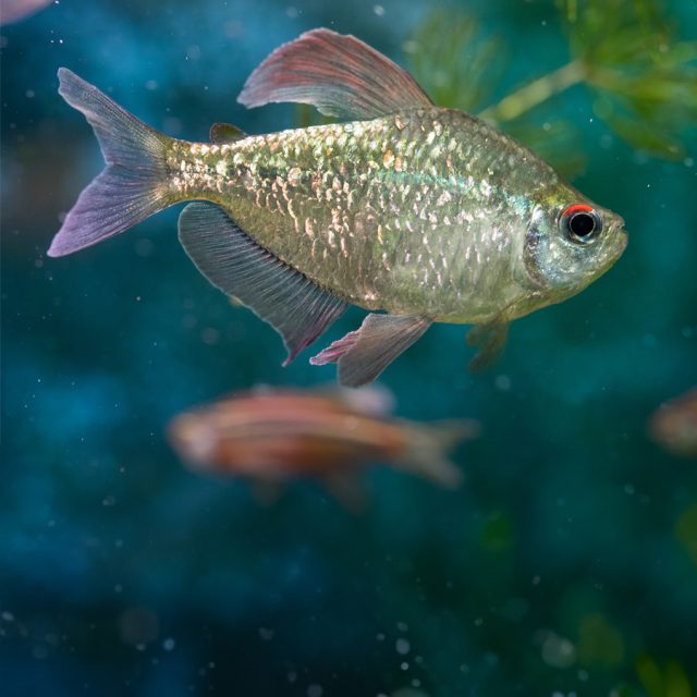 Moenkhausia pittieri: Conocido como el tetra diamante, este pez de agua dulce se distingue por su cuerpo plateado con escamas iridiscentes que reflejan un brillo diamantado.