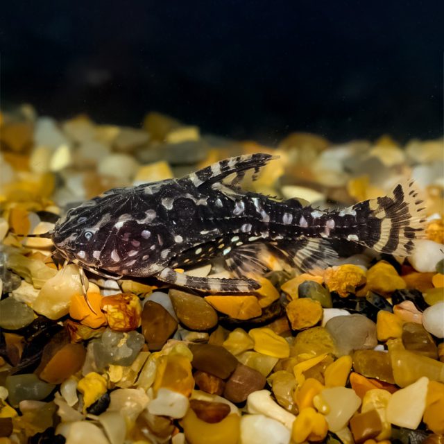Agamyxis Pectinifrons Es una especie solitaria que le gusta permanecer en el fondo del acuario, le gusta la presencia de vegetacion como plantas acuáticas y es omnívora, con tendencia carnívora, se presencia su exoesqueleto con puntos blancos presenta barbillas sensoriales