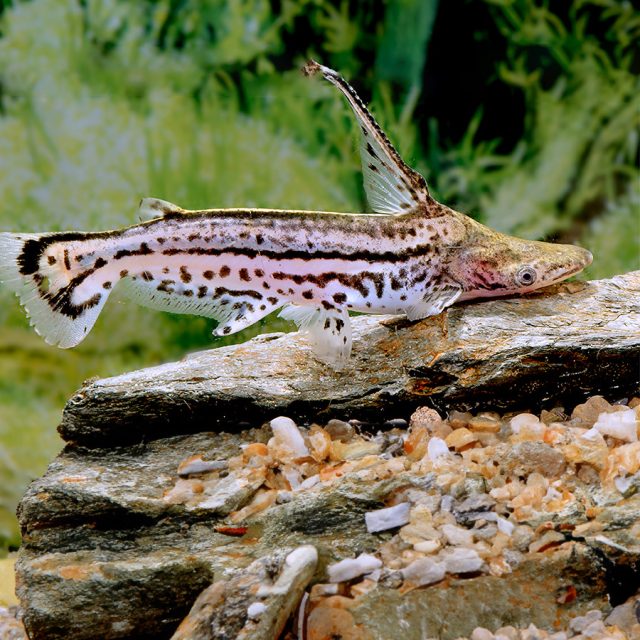 Ageneiosus Magoi es fácilmente reconocible por el patrón blanco y negro, aunque el patrón en sí puede variar mucho. Los especímenes capturados en la naturaleza muestran algo de color amarillo en su cuerpo y aletas, que desaparece después de algún tiempo en un acuario. A diferencia de la mayoría de los otros Auchenipteridos, esta especie puede ser muy activa durante el día.