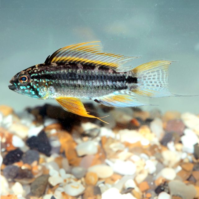 Las hembras de la Apistogramma Bitaeniata salvajes son particularmente selectivas y pueden reconocer y elegir a los machos de su misma población para desovar.