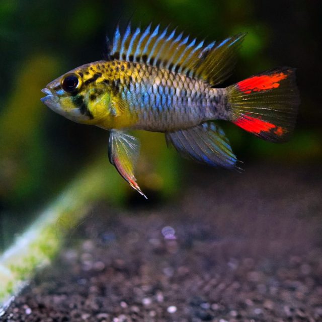 El patrón de color de Apistogramma Hoignei es muy variado debido a su naturaleza policromática y la diversidad de sus hábitats.