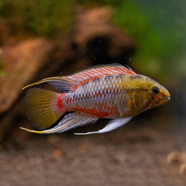  La coloración de Apistogramma Hongsloi es especialmente llamativa, destacando sus tonos rojos, incluida una franja roja a lo largo del cuerpo que, en otras especies, suele ser negra. La cantidad de color rojo varía entre ejemplares.