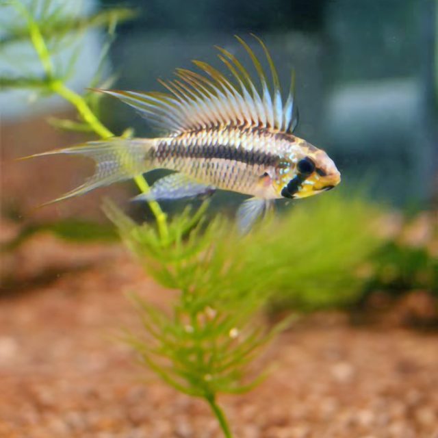 La Apistogramma Piaroa se ha encontrado también en la cuenca media y alta del Orinoco, cerca de Puerto Ayacucho, en el oeste de Venezuela, y en el sistema del Río Inírida, al este de Colombia.