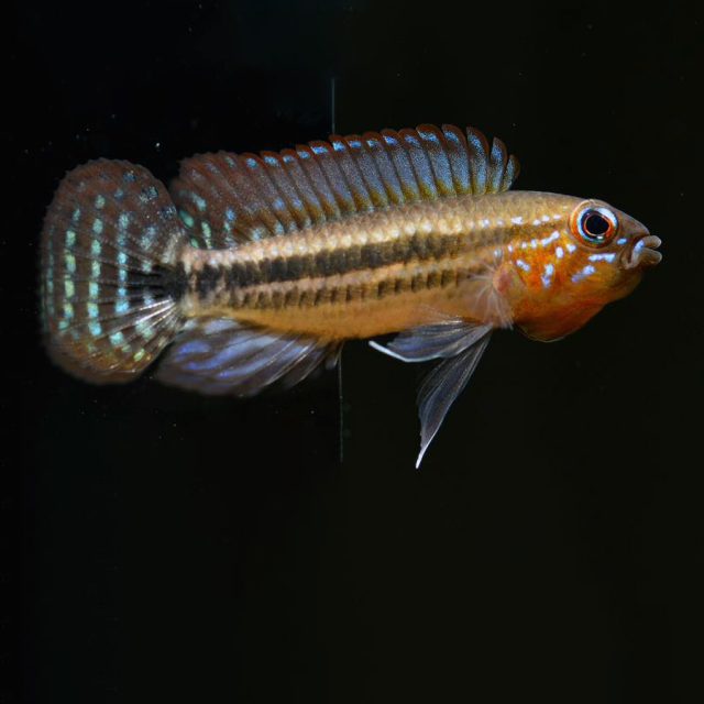 Apistogramma Diplotaenia tiene un cuerpo más alargado y comprimido lateralmente en comparación con lo que típicamente se asocia con un "cíclido enano", dándole casi una forma fusiforme.