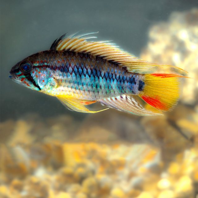 Apistogramma Macmasteri: Tiene un cuerpo alargado y lateralmente comprimido, característico de los cíclidos enanos, con aletas dorsales y anales bien desarrolladas. Sus ojos son grandes, y su boca, de labios gruesos, está situada en una posición relativamente baja en relación con la cabeza.