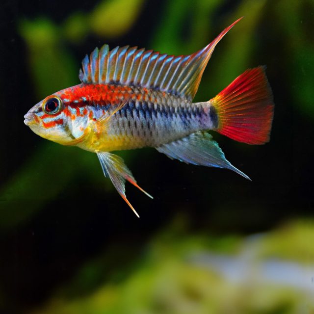 Apistogramma macmasteri roja es omnívoro, con una preferencia por alimentos carnívoros. En su entorno natural, son micropredadores que se alimentan principalmente de larvas de insectos, alevines de otros peces y pequeños invertebrados.