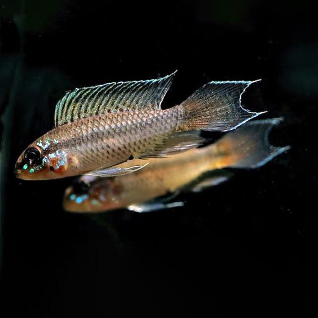 El Apistogramma uaupesi es muy expresivo en términos de contorsiones y exhibiciones corporales. Los machos pueden mover rápidamente sus aletas en una variedad de posiciones diferentes.