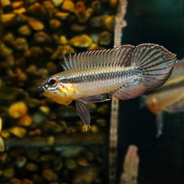 Apistogramma Elizabethae Principalmente carnívoro. En la naturaleza se alimenta sobre todo de pequeños insectos, crustáceos, gusanos y pequeños invertebrados bentónicos.
