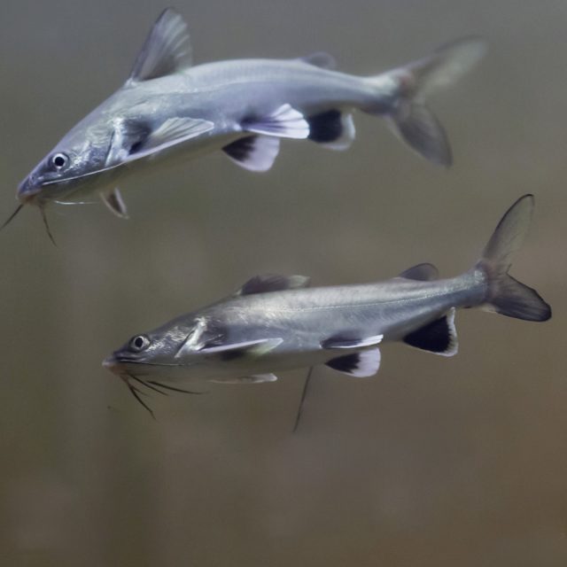 Ariopsis Seemanni conocido como tiburon colombiano, tiene una coloracion unicolor cgris por todo el cuerpo, le gusta permanecer solo en el fondo y con un comportamiento activo.