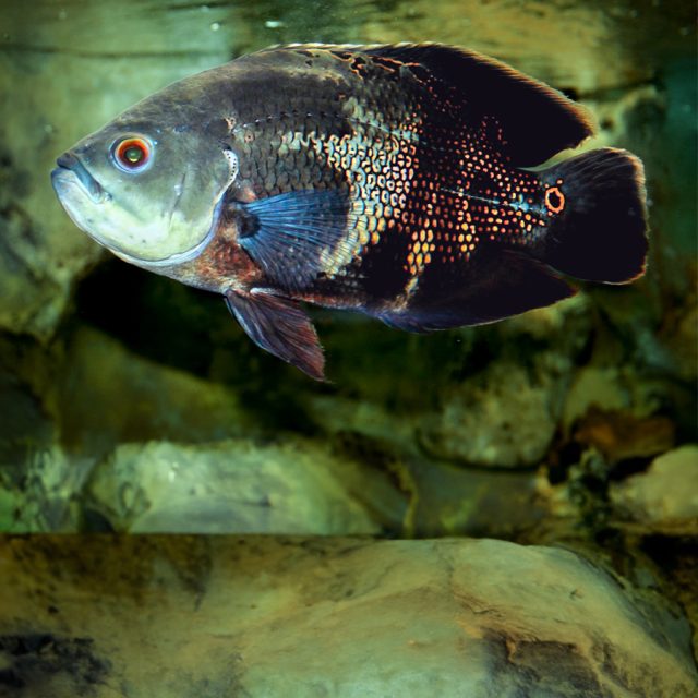 Astronotus Ocellatus es un pez con un apetito muy voraz. En la naturaleza, es principalmente piscívoro, pero en cautiverio puede ser alimentado con una variedad de alimentos, incluyendo pequeños peces