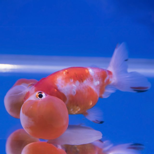 Burbuja Goldfish, originario de Asia, es conocido por sus burbujas de gelatina que se desarrollan en la piel alrededor de su cuerpo.