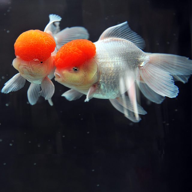 El Goldfish Oranda es conocido por su comportamiento activo y su interacción juguetona con su entorno. A menudo se le ve explorando su hábitat con curiosidad, investigando cada rincón y buscando entre las plantas y la decoración en busca de alimento y aventura.