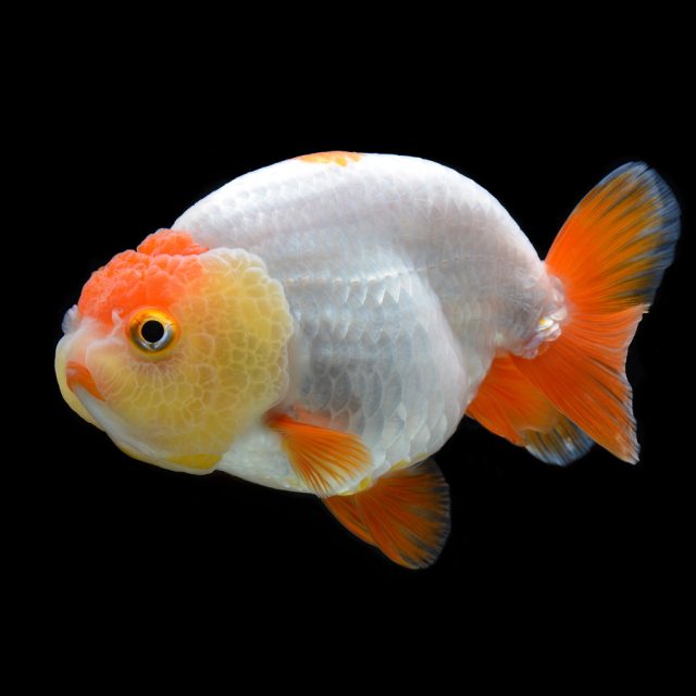 El Ranchu Goldfish presenta un cuerpo bulboso que se asemeja a un huevo, con una curva distintiva en la parte superior. Se destaca por la falta de aleta dorsal, lo que resalta aún más su forma curvada.