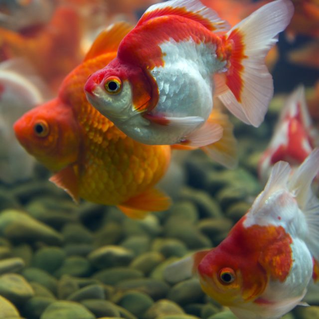El cuidado de Ryukin Goldfish es relativamente sencillo, lo que lo convierte en una excelente opción para aquellos interesados en explorar las variedades más exóticas del goldfish.