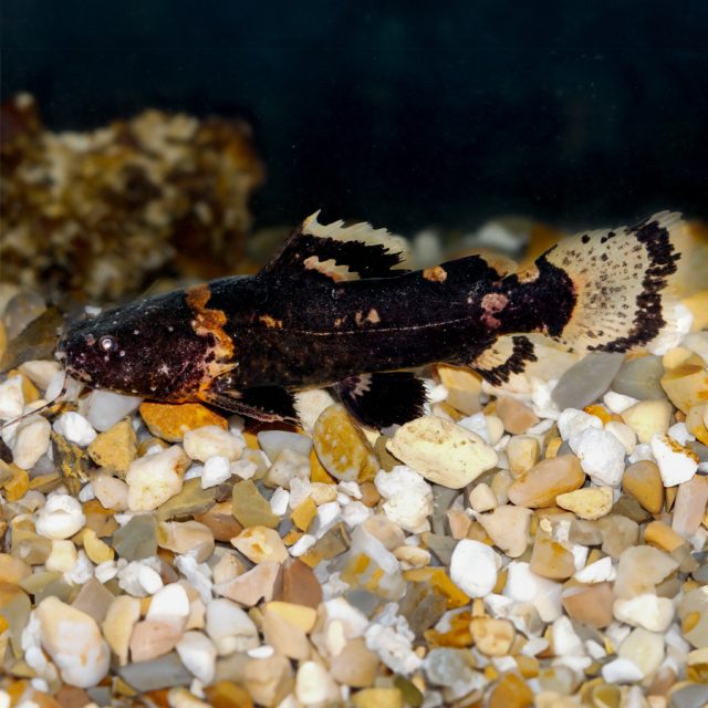 Batrochoglanis Raninus son peces nocturnos que disfrutan escondiéndose. Son muy pacíficos con otros peces que no caben en su boca. Aunque no son animales sociales, se agrupan en grandes cantidades en los tubos de plástico que les proporcionamos como escondites.