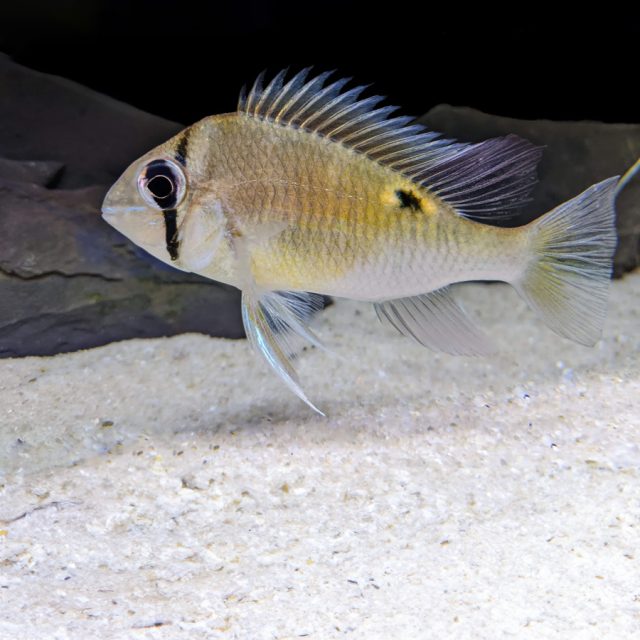 Bidotoma cupido presenta un cuerpo alto y comprimido lateralmente, con una cabeza redondeada y una boca pequeña. Una característica distintiva que los diferencia de los peces del género Geophagus, donde solían clasificarse, es la presencia de unas largas aletas ventrales.
