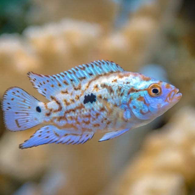 Cichlasoma Octofasciatum conocido por sus llamativos colores en tonos de azul. Es una especie agresiva y territorial, por lo que se recomienda mantenerlos con peces de tamaño similar y con características de nado diferentes para evitar conflictos.