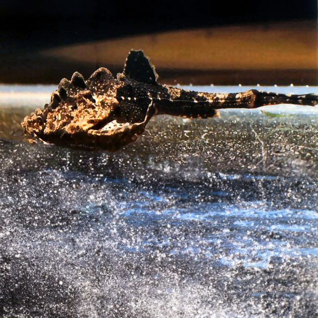 El Bunocephalus Verrucosus es un nombre común adecuado para estos peces. La parte de cabeza escarpada se debe obviamente al perfil irregular y escarpado de la cabeza, y la parte banjo se debe a la forma general del pez, que se asemeja a un banjo.