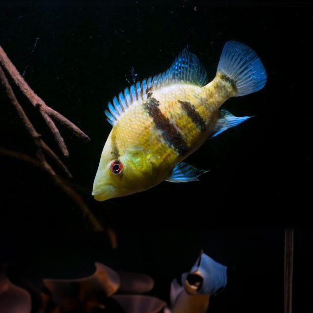 l Cíclido Caquetaia Myersi, también conocido como Cíclido Cestamandíbula Myersi, es una especie única de cíclido depredador que se encuentra en los afluentes del Amazonas occidental.