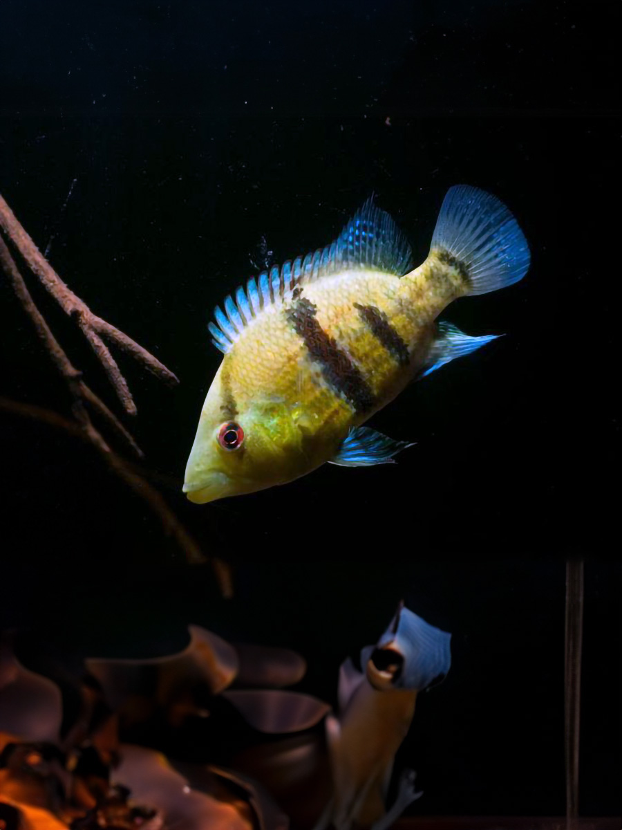 l Cíclido Caquetaia Myersi, también conocido como Cíclido Cestamandíbula Myersi, es una especie única de cíclido depredador que se encuentra en los afluentes del Amazonas occidental.