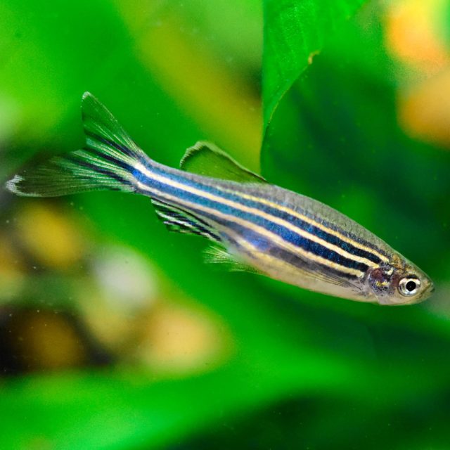 los peces cebras prefieren nadar en la parte media y superior del tanque, explorando con curiosidad su entorno y buscando alimento entre las plantas y la decoración.