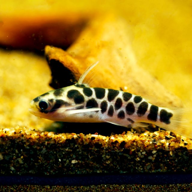 Centromochlus Perugiae tiene un aspecto curioso con un cuerpo fusiforme y alargado, una cabeza redondeada, una gran boca y ojos grandes y negros ubicados en la parte frontal cerca del borde de la boca. Tiene cuatro pequeños bigotes junto al labio inferior y dos grandes bigotes que parten del labio superior, cerca de los ojos. Su color base es blanco cremoso, con un patrón reticulado irregular de color negro. Sus aletas son de color claro.