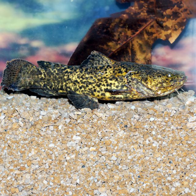 Cephalosilurus Apurensis es un depredador de emboscada por naturaleza y tiende a acechar a sus presas en el fondo de aguas poco profundas, parcialmente enterrado en la hojarasca o en un sustrato arenoso