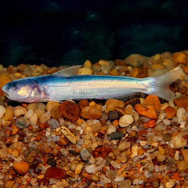 Cetopsis Coecutiens se conoce como pez gato fantasma o cieguito, crece hasta tamaños de 15 - 20 cm, Tienen un cuerpo generalmente transparente o semitransparente con algunos tonos de color marrón o gris.