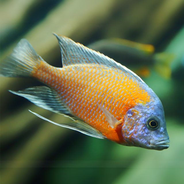 Con su cuerpo esbelto y alargado, el Copadichromis borleyi presenta una coloración vibrante que incluye tonos de azul, violeta y dorado. Sus aletas son largas y fluidas, añadiendo gracia y movimiento a su apariencia general.