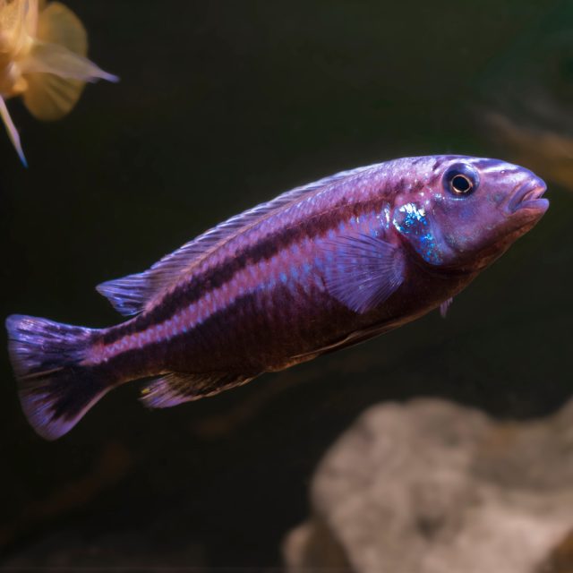 Melanochromis Chipokae prefiere aguas alcalinas y una temperatura entre 24-26°C. En cuanto a la alimentación, son omnívoros y aceptarán una variedad de alimentos, incluyendo pellets, alimentos congelados y vivos.