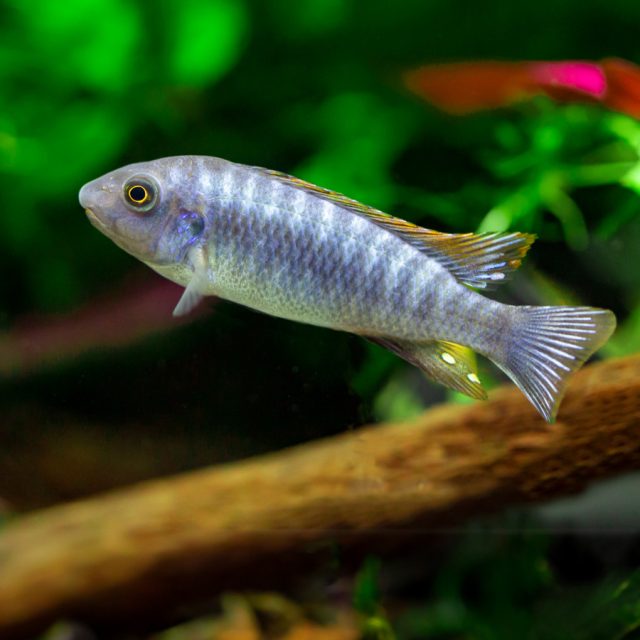 El Labeotropheus trewavasae es generalmente una especie pacífica que no suele presentar problemas de comportamiento en un acuario comunitario.