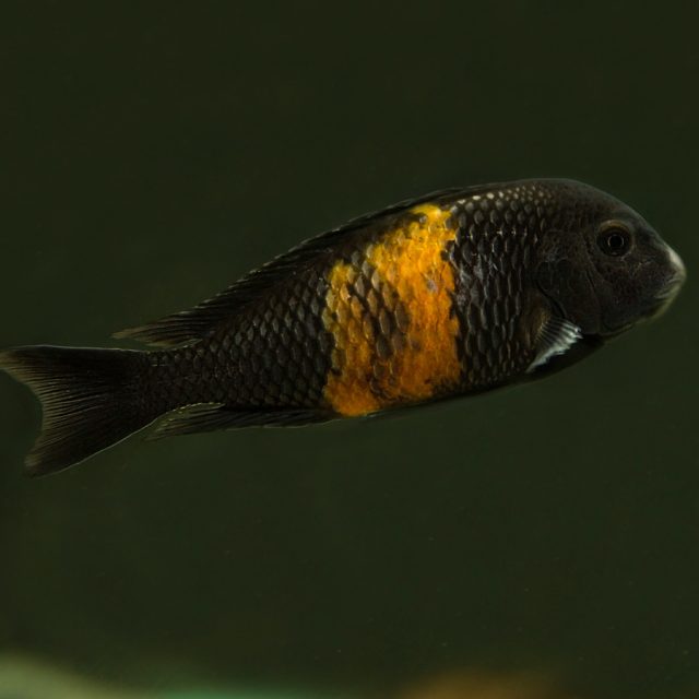 Aunque los Tropheus Bemba pueden mantenerse en acuarios con poca decoración, es recomendable crear varios montones de rocas separados en lugar de un único arrecife rocoso