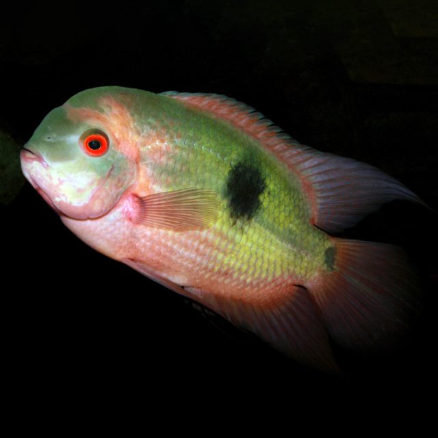 Hypselecara Temporalis es una especie de cíclido sudamericano nativo de la cuenca del río Amazonas y sus afluentes. Presenta un cuerpo ovalado y comprimido lateralmente, con una coloración predominantemente grisácea o plateada