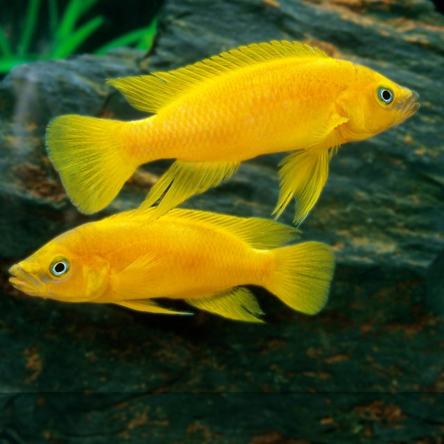 Nimbochromis fuscotaeniatus no es muy agresivo hacia otras especies, pero puede volverse más territorial y agresivo, especialmente durante la época de cría, cuando se enfrenta a sus congéneres.