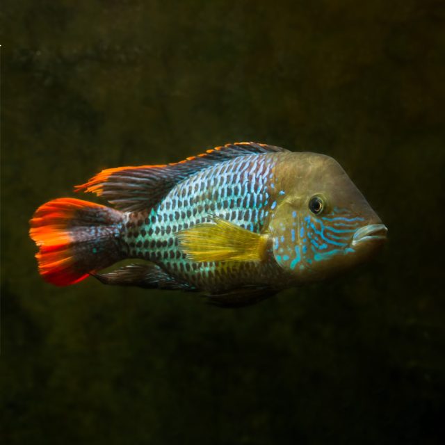 Andinoacara Rivulatus es ideal para acuarios comunitarios, ya que generalmente es pacífico con otras especies de tamaño similar.