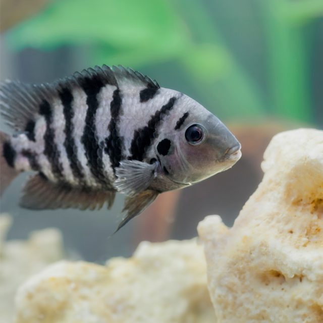 Archocentrus Nigrofasciatus tiene un color es muy Variado, algunos tienen el lomo amarillo con un brillo púrpura en ambos lados y el vientre de color gris pálido surcado por ocho o nueve bandas transversales de color negro, también existe una variedad dorada