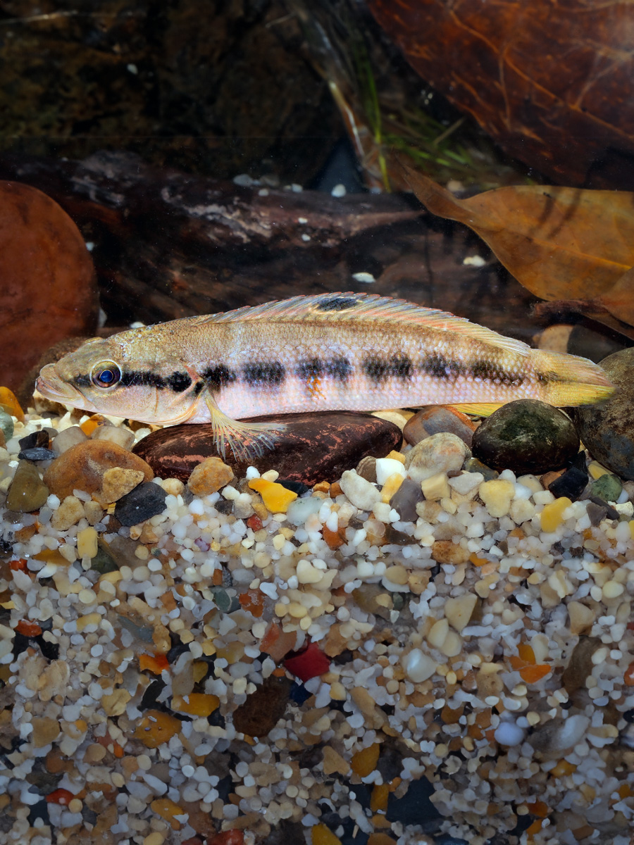 Crenicichla Geayi prefieren aguas tranquilas y bien oxigenadas, como lagos, ríos y arroyos con vegetación acuática y refugios naturales, como troncos y rocas.